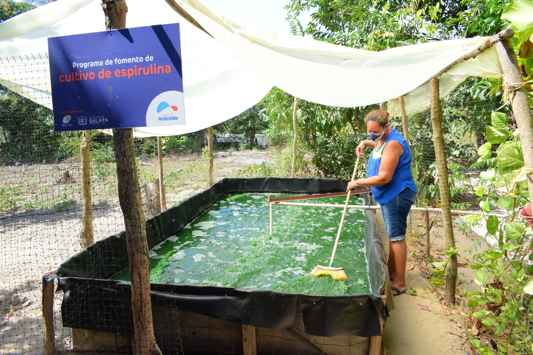 Cultivo artesanal de espirulina